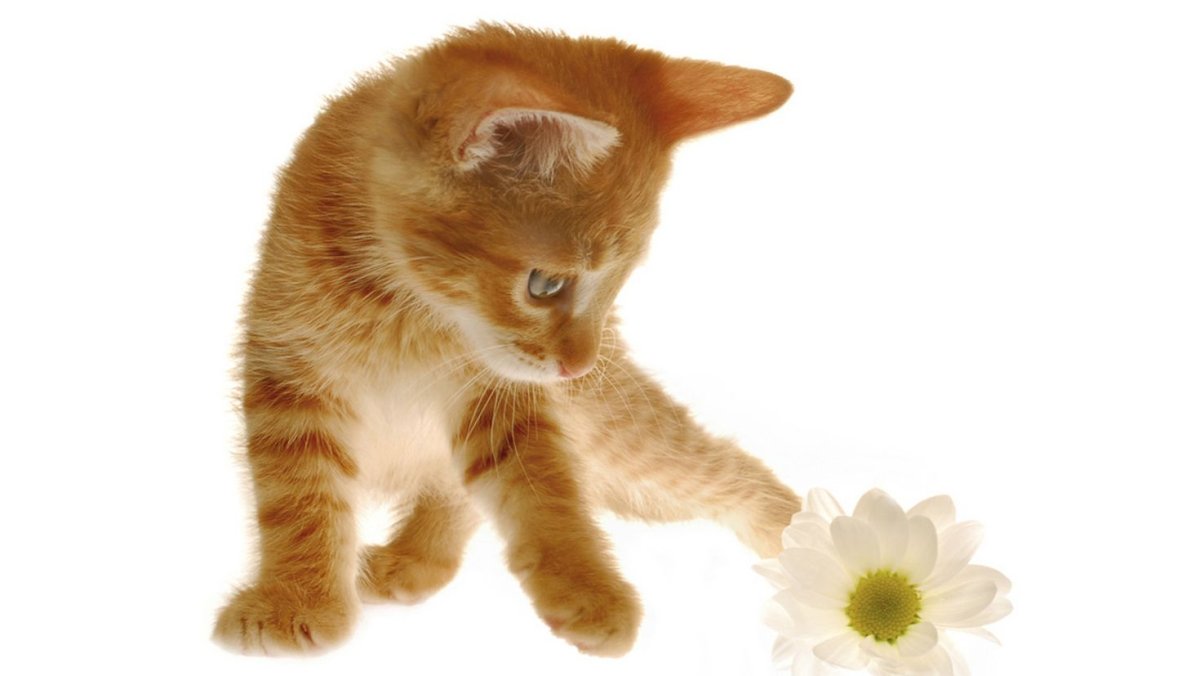 Рыжий котёнок