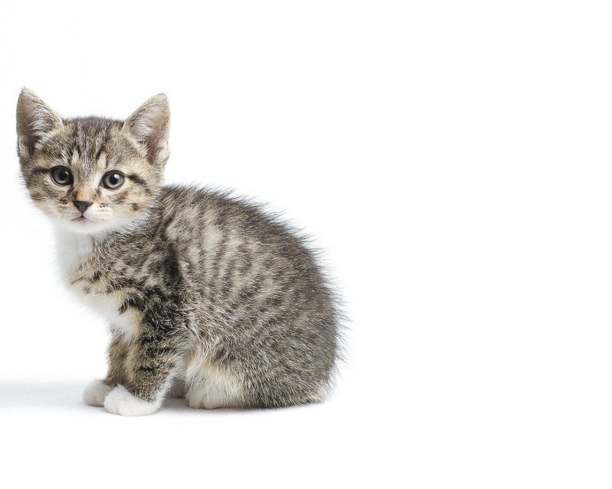 Кошка на белом фоне