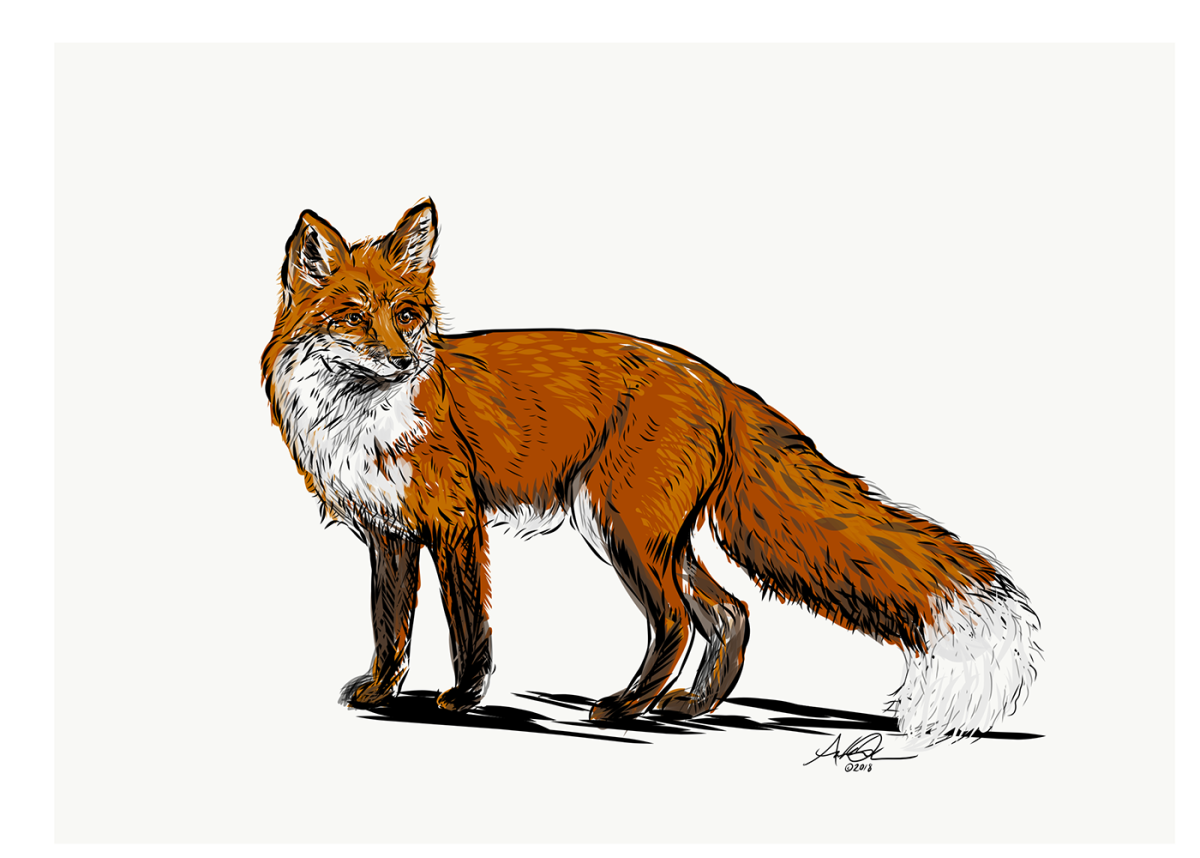 Лисица рисунок