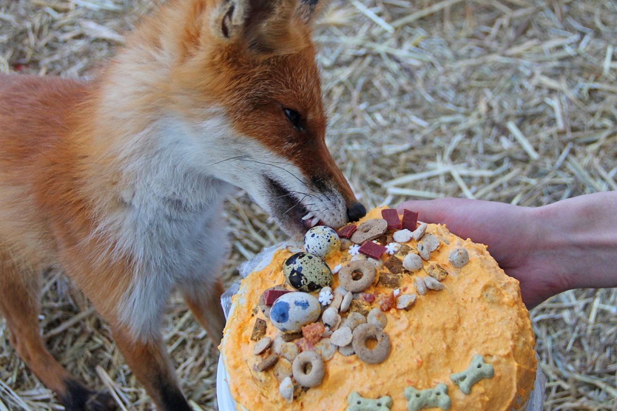 С днем рождения лиса