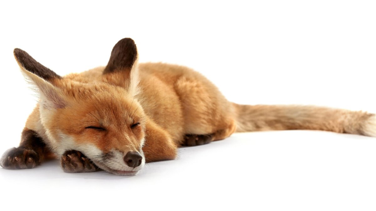 Спящий Лисенок на белом фоне