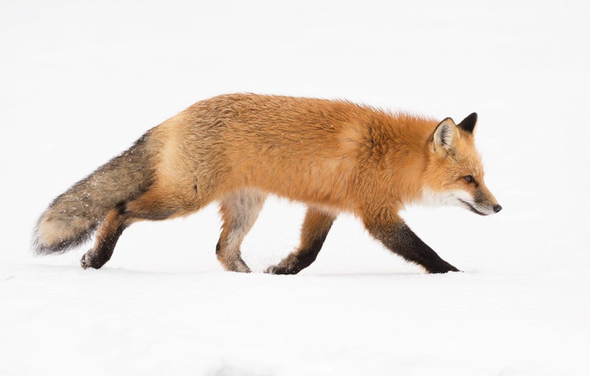 Лисенок на белом фоне