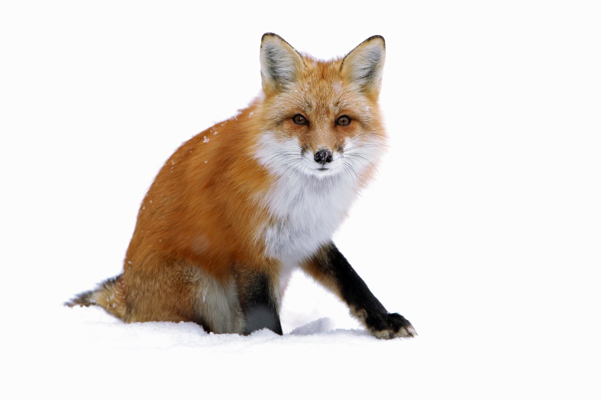 Картинки лисы