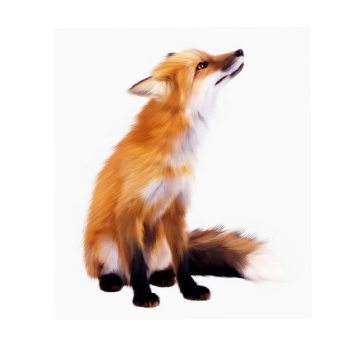 Лисица на белом фоне