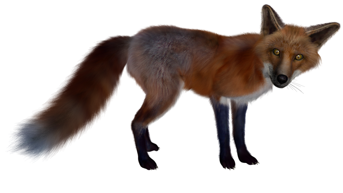 Лиса на белом фоне