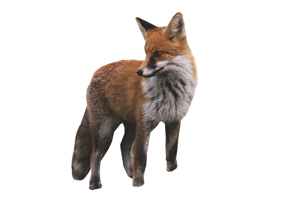 Лиса на белом фоне