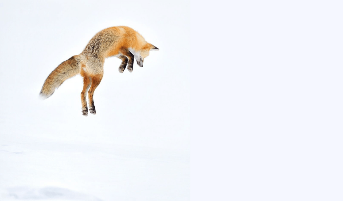 Лисица в прыжке фона