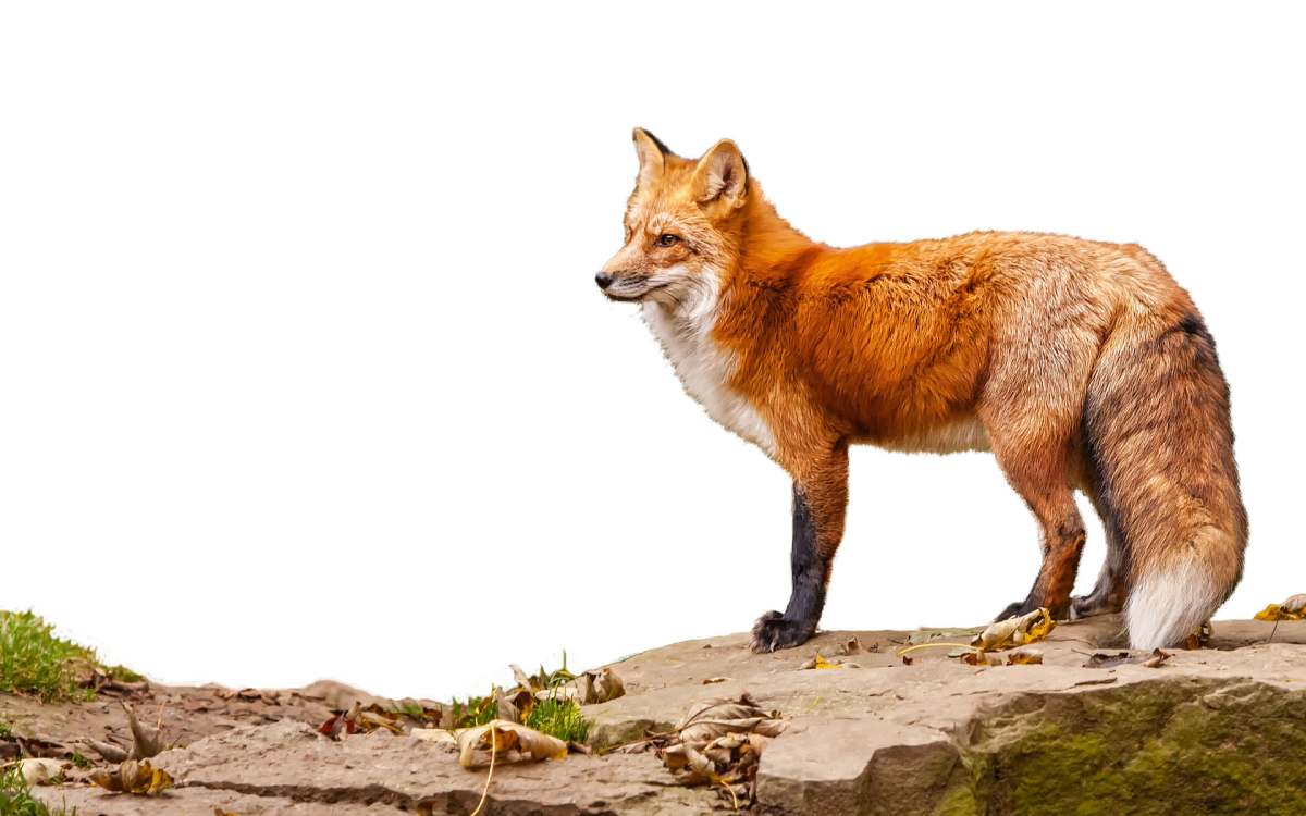 Лесные звери на белом фоне