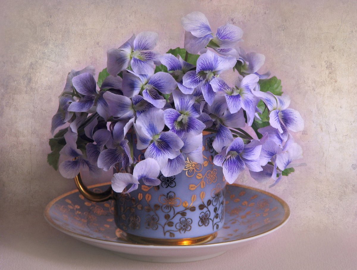 Фиалка Незабудка