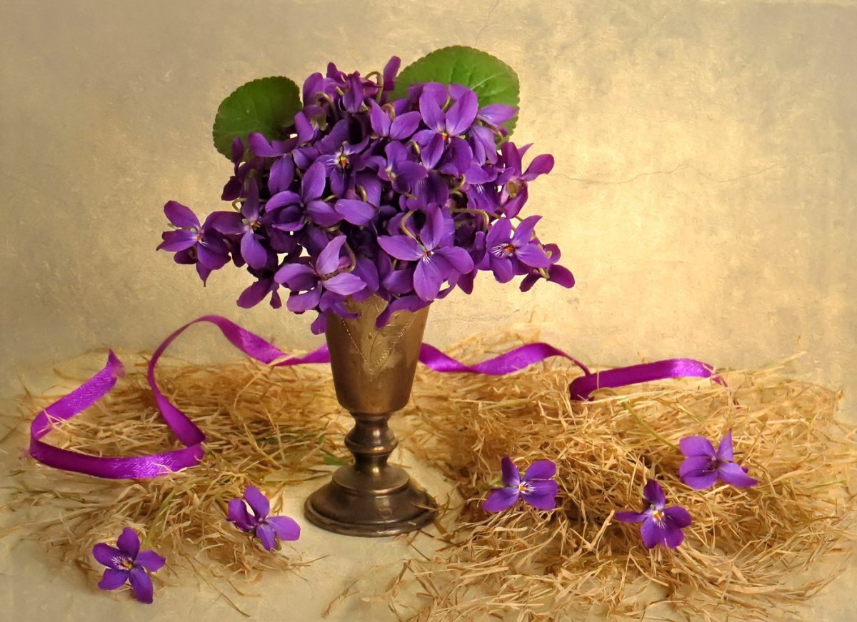 Фиалка Анютины глазки