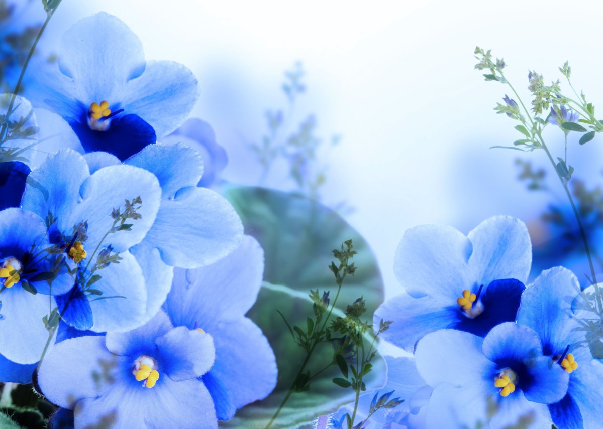 Бугенвиллия Дафна