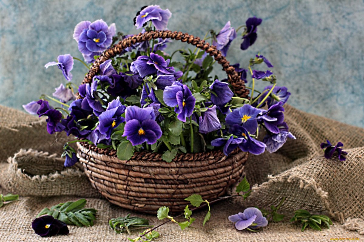 Букет фиалок