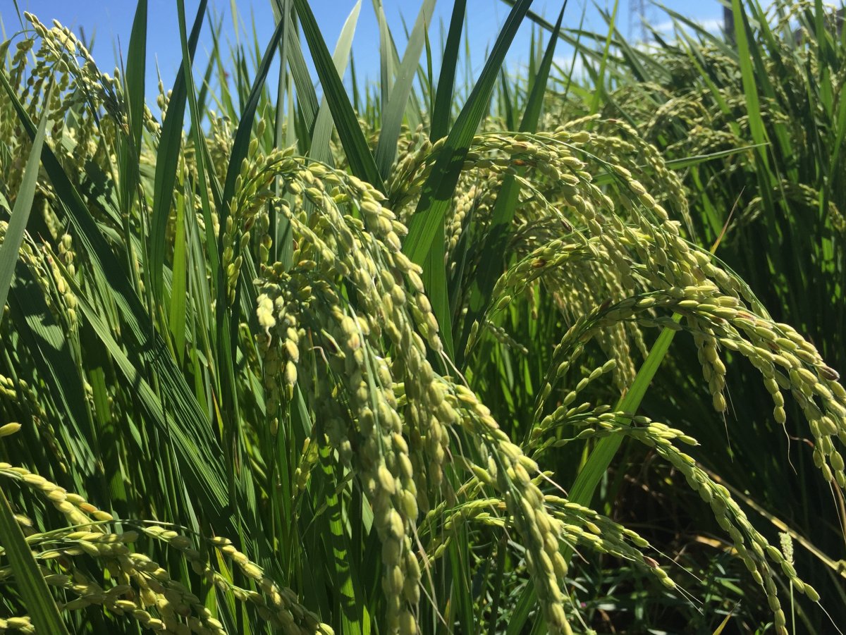 Oryza Sativa