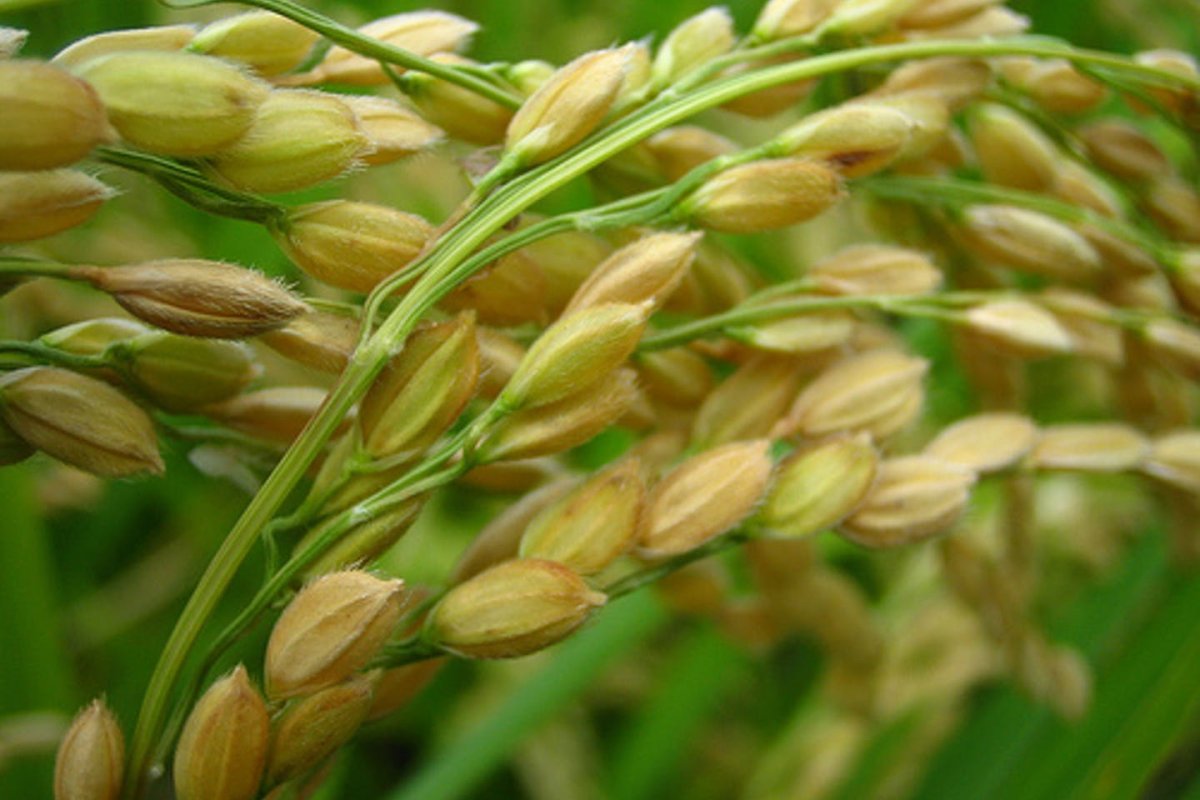 Колосья риса