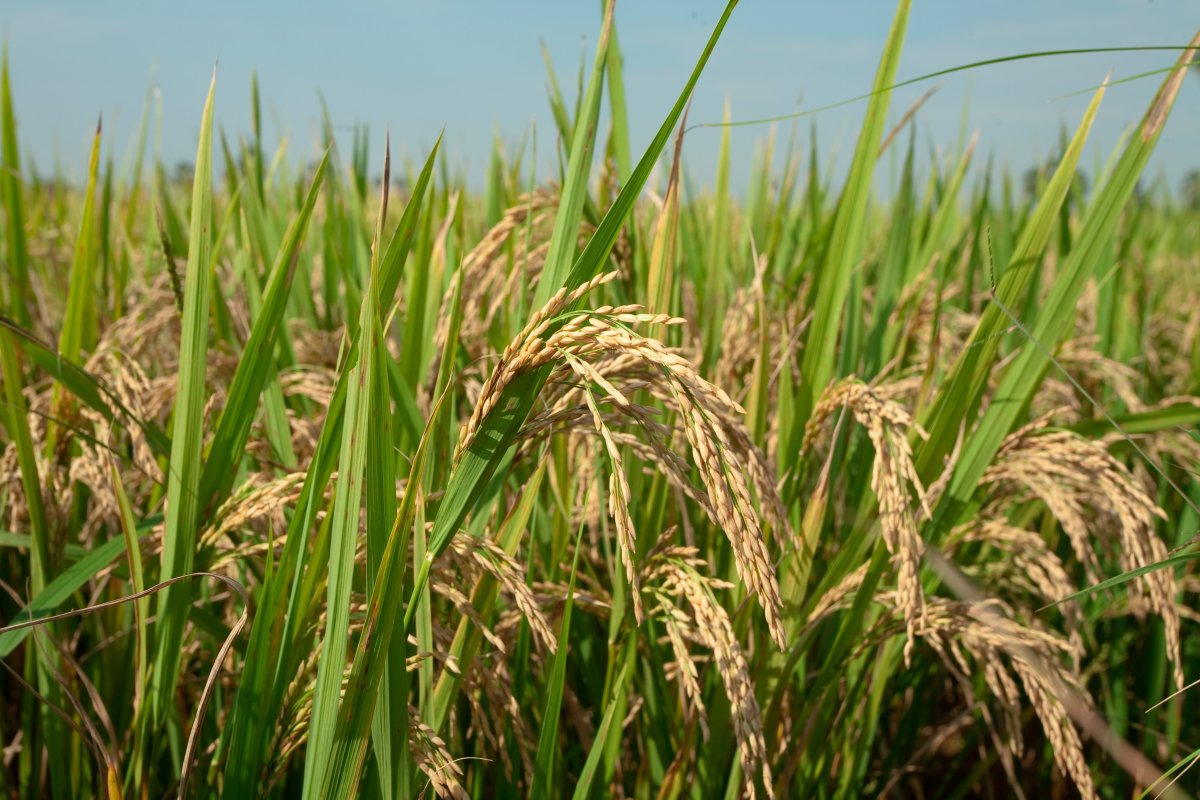 Стебель риса