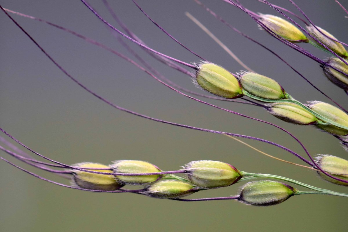 Рисовое зерно Макросъемка
