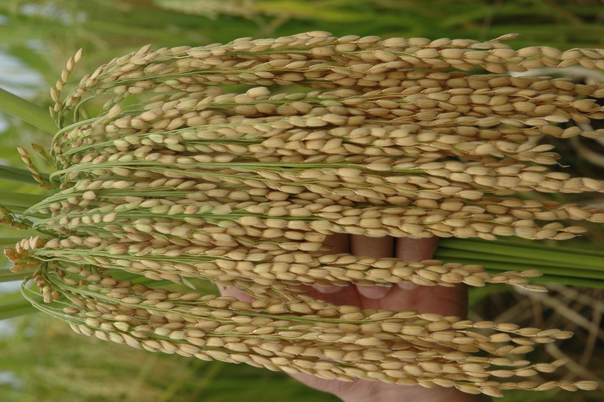 Рис растение