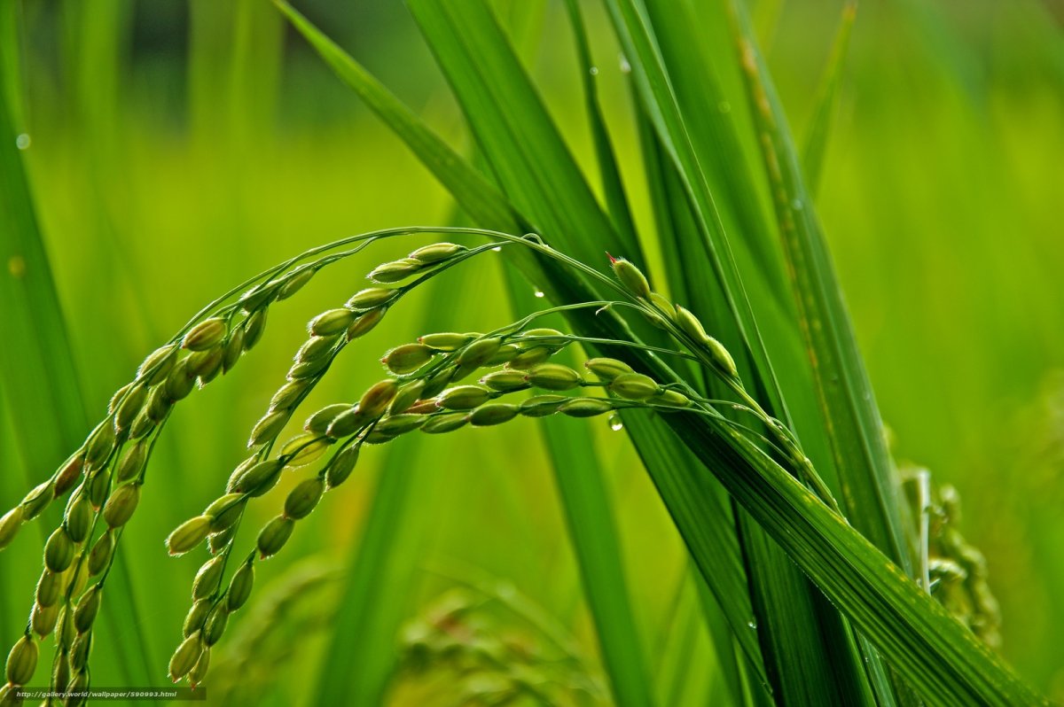 Трава макро