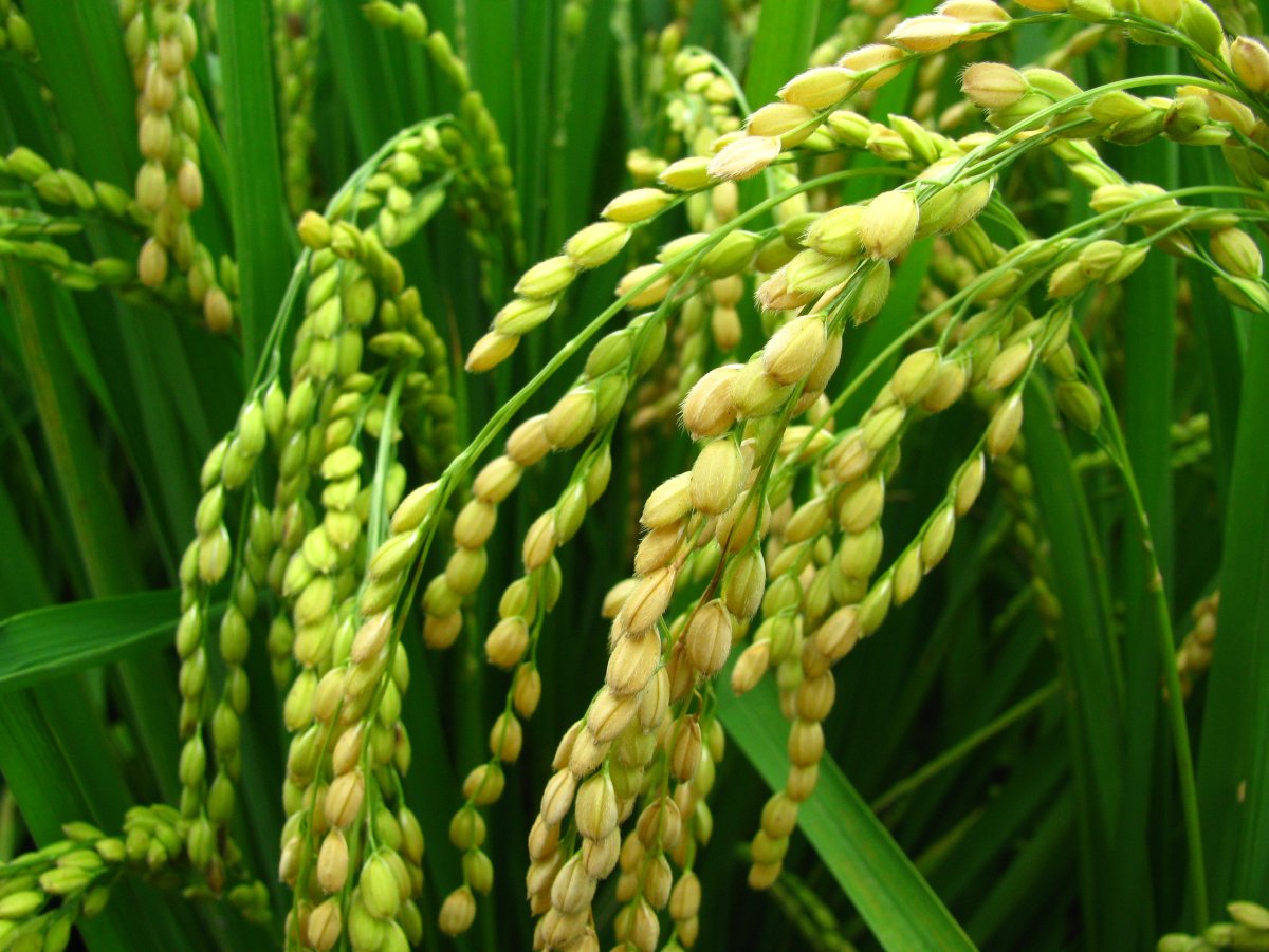 Oryza Sativa