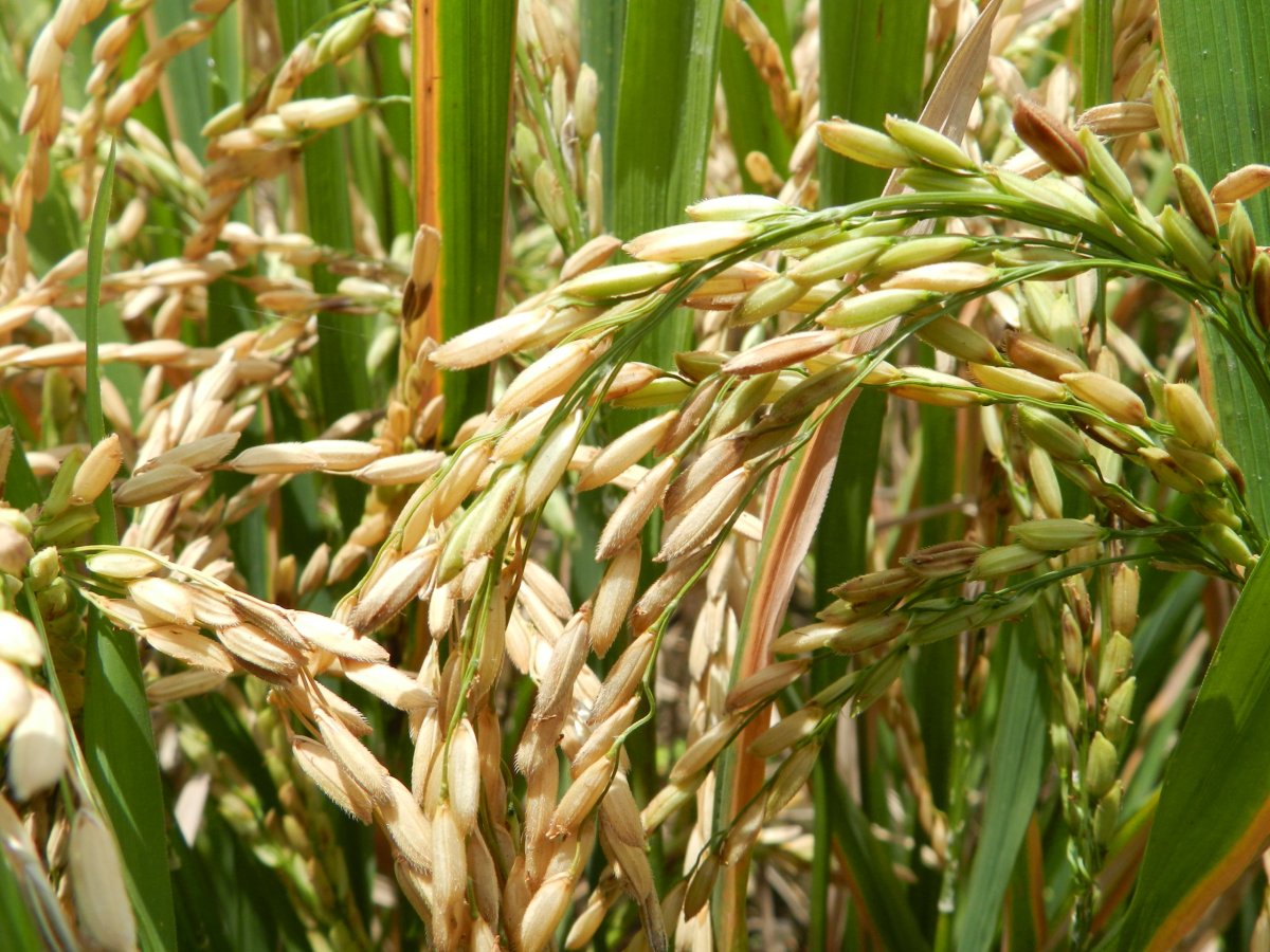 Рис растение