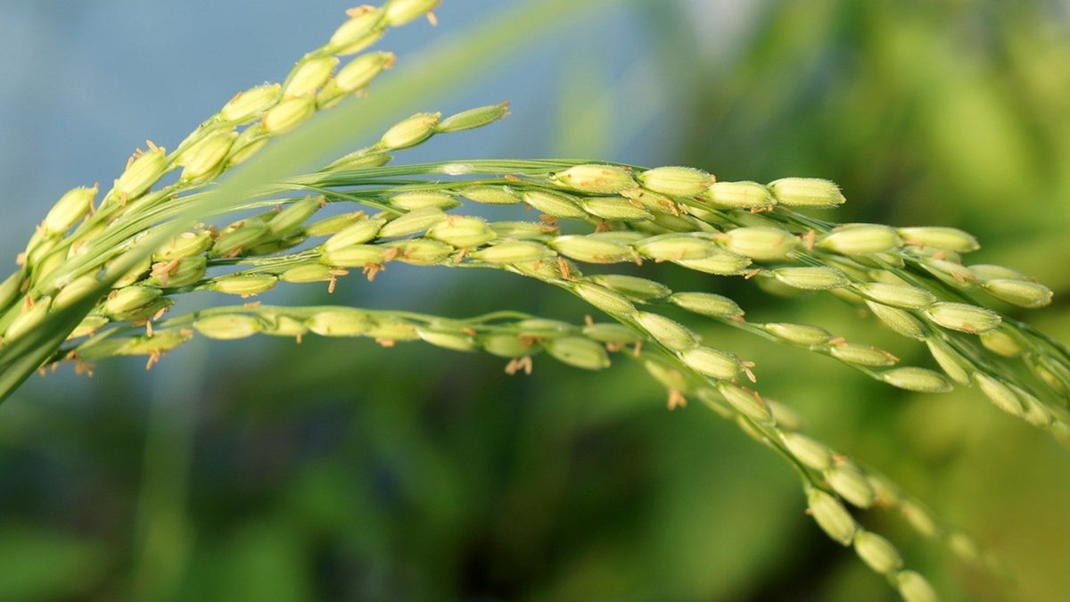 Рис культурное растение