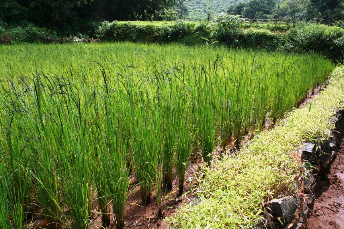 Рисоводческая зона Индии