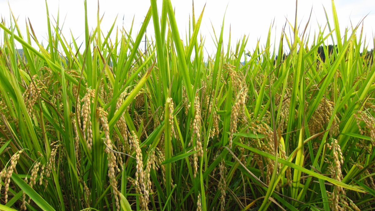Рисовый куст