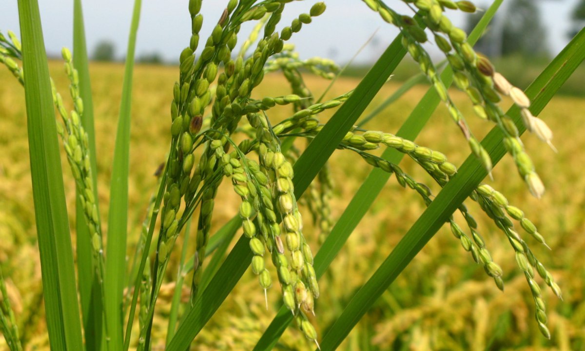 Рис ( Oryza Sativa l. )