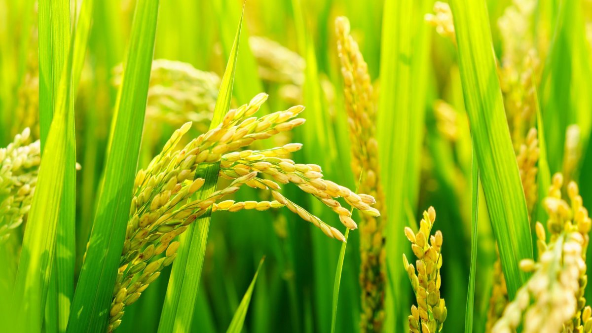 Картинка рис как она растет