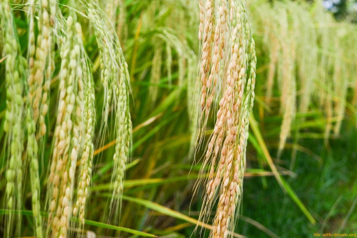 Колосок риса
