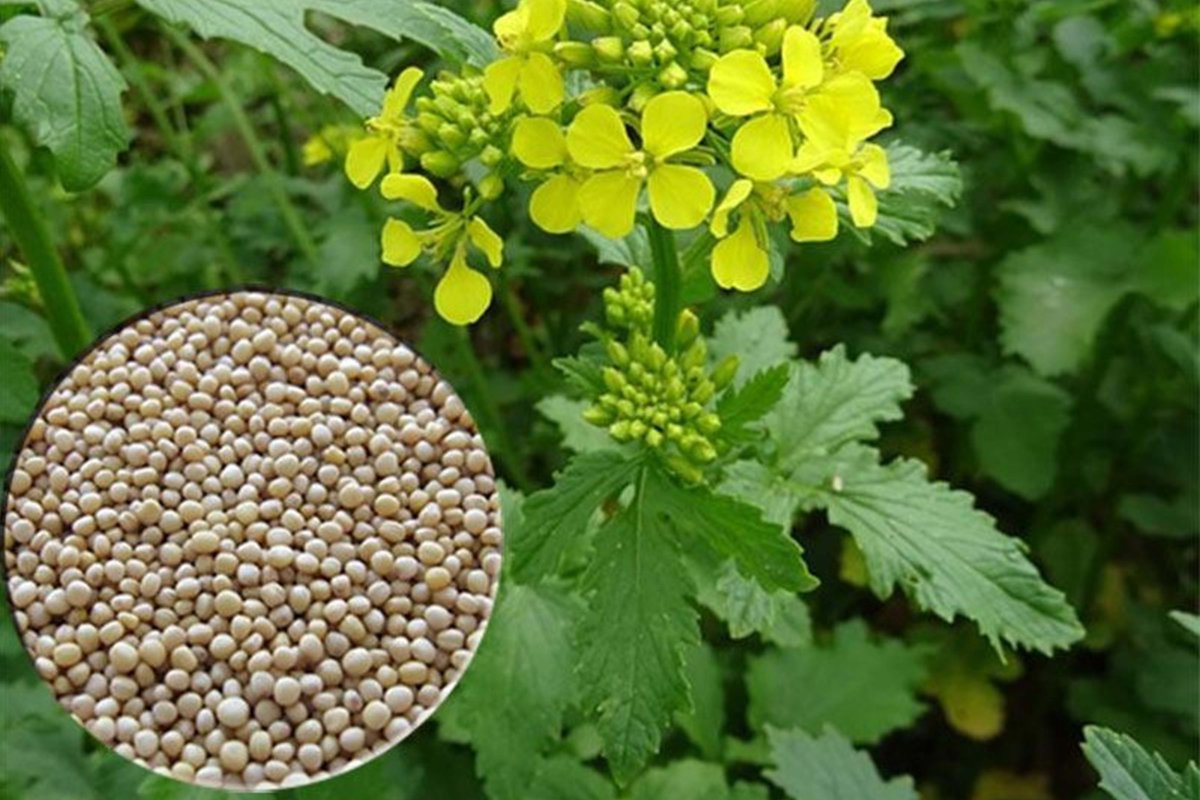 Пыльца Цветочная 500 гр.