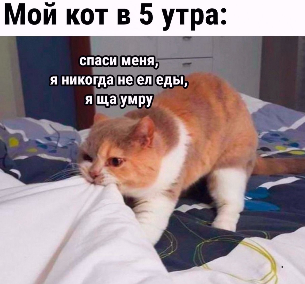 Кот просыпается рано утром