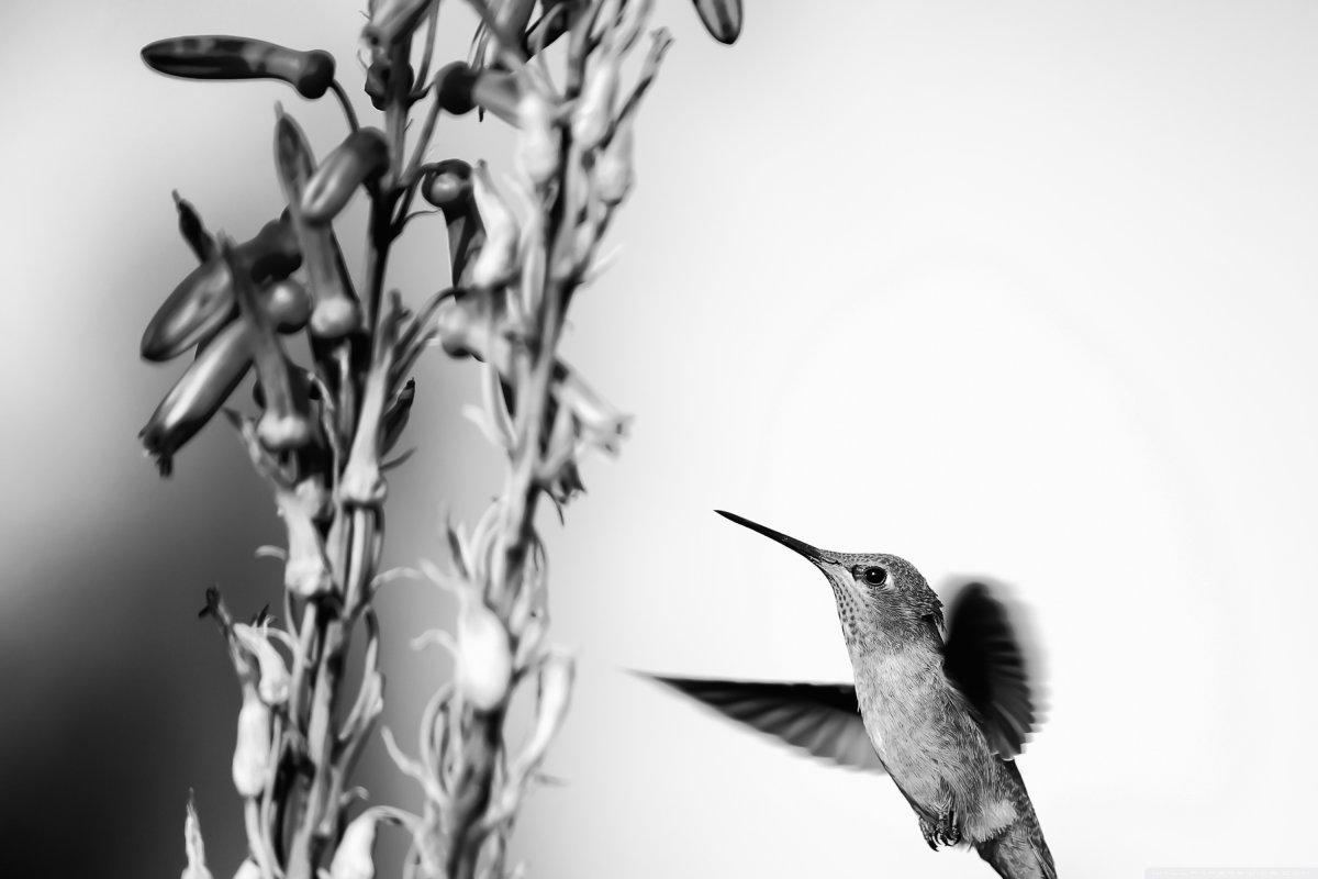 Черная Колибри