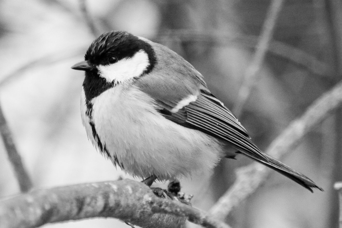 Птичка черно белая
