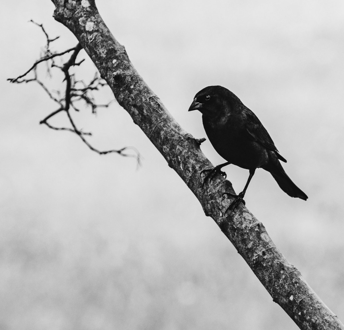 Птица черно белая