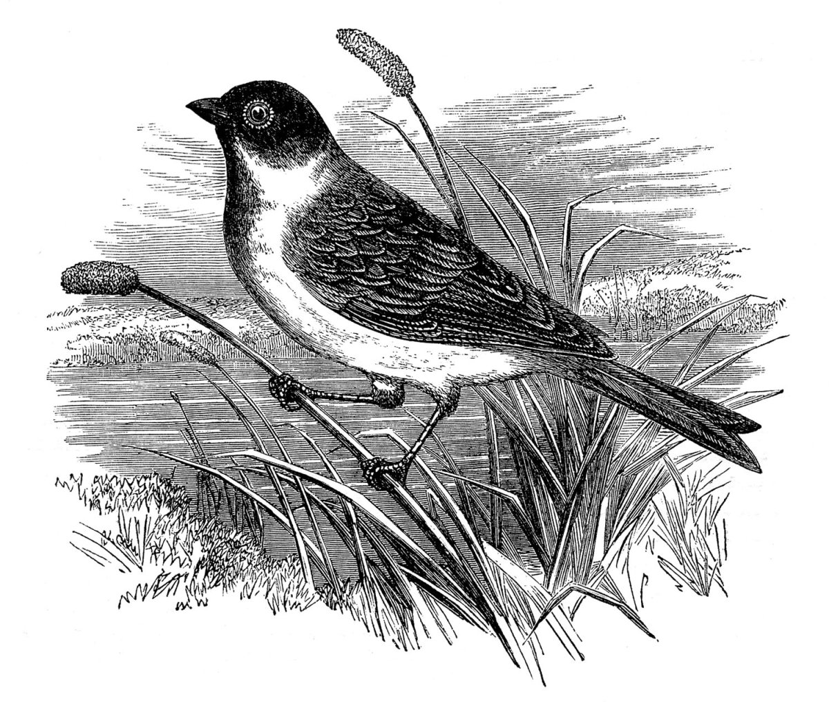 Винтажные птицы