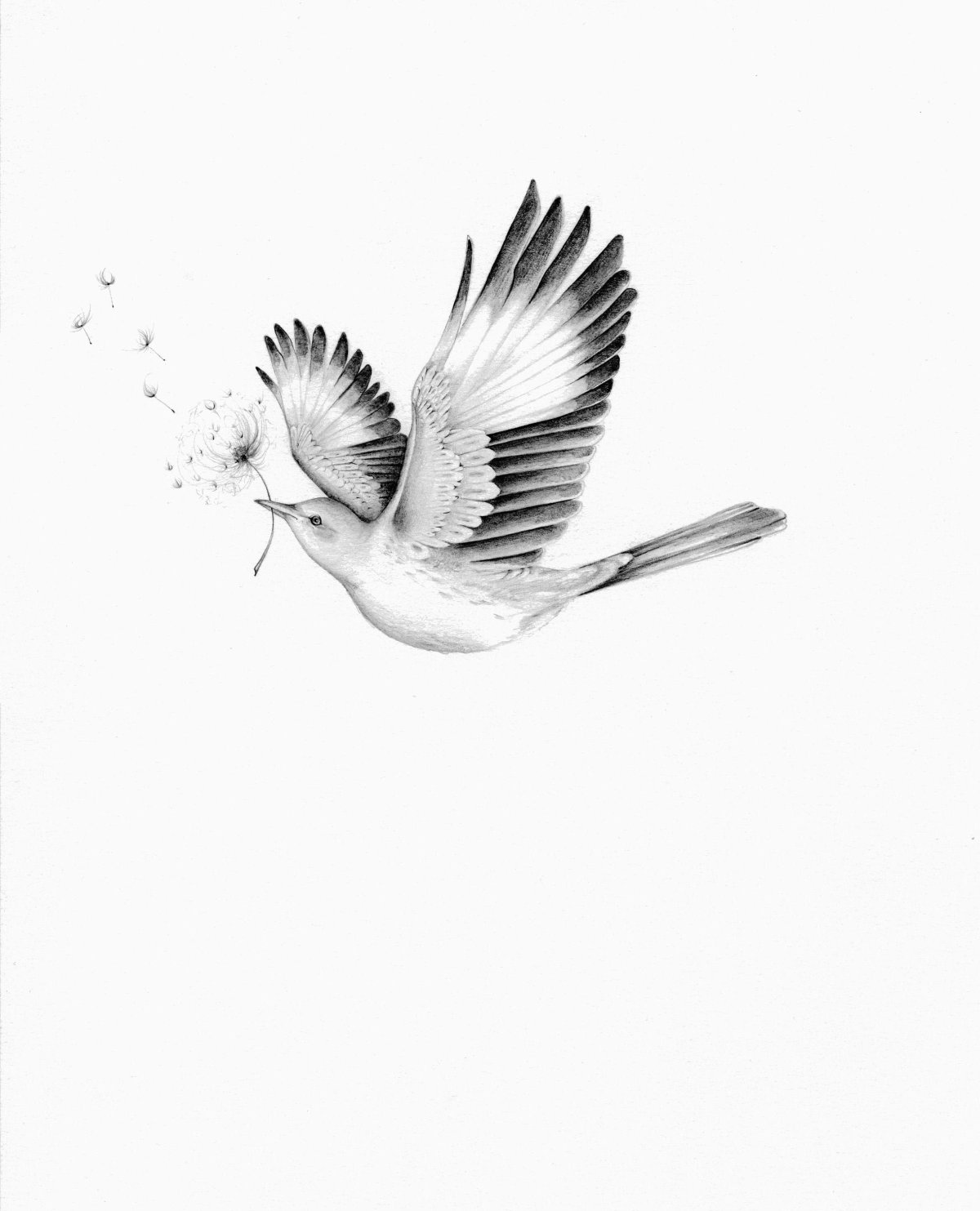 Птица в полете эскиз