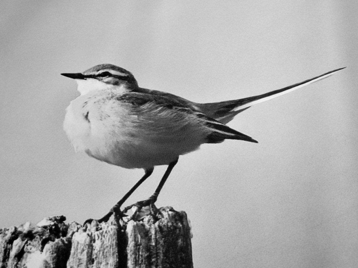 Птица черно белая