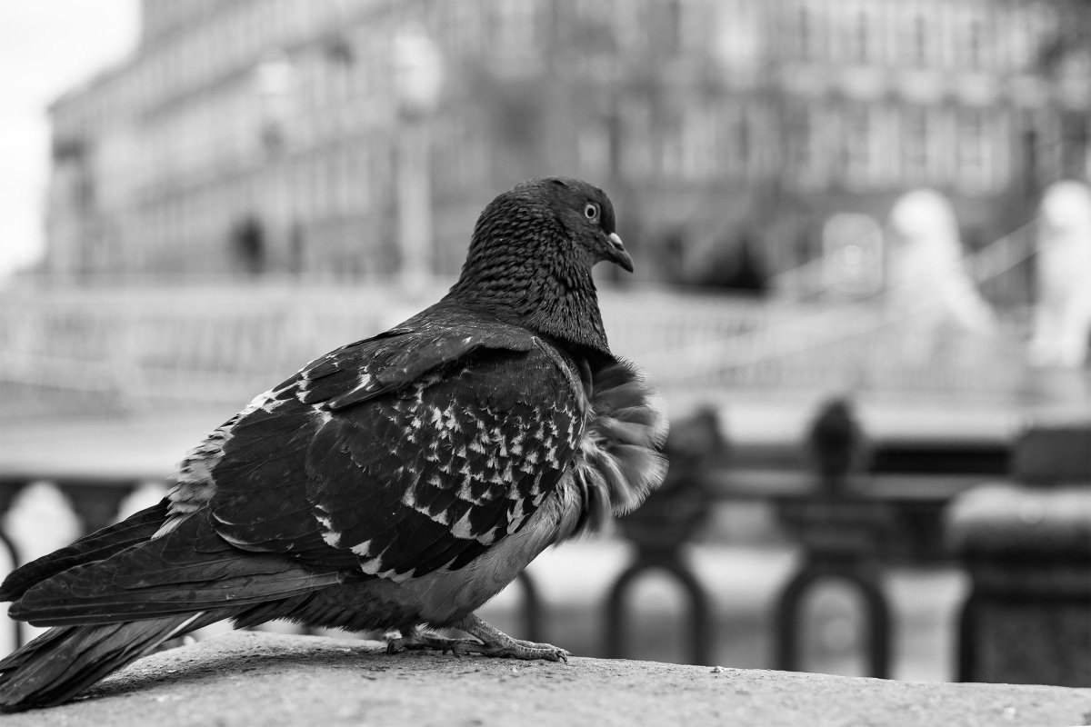 Голубь черно белый