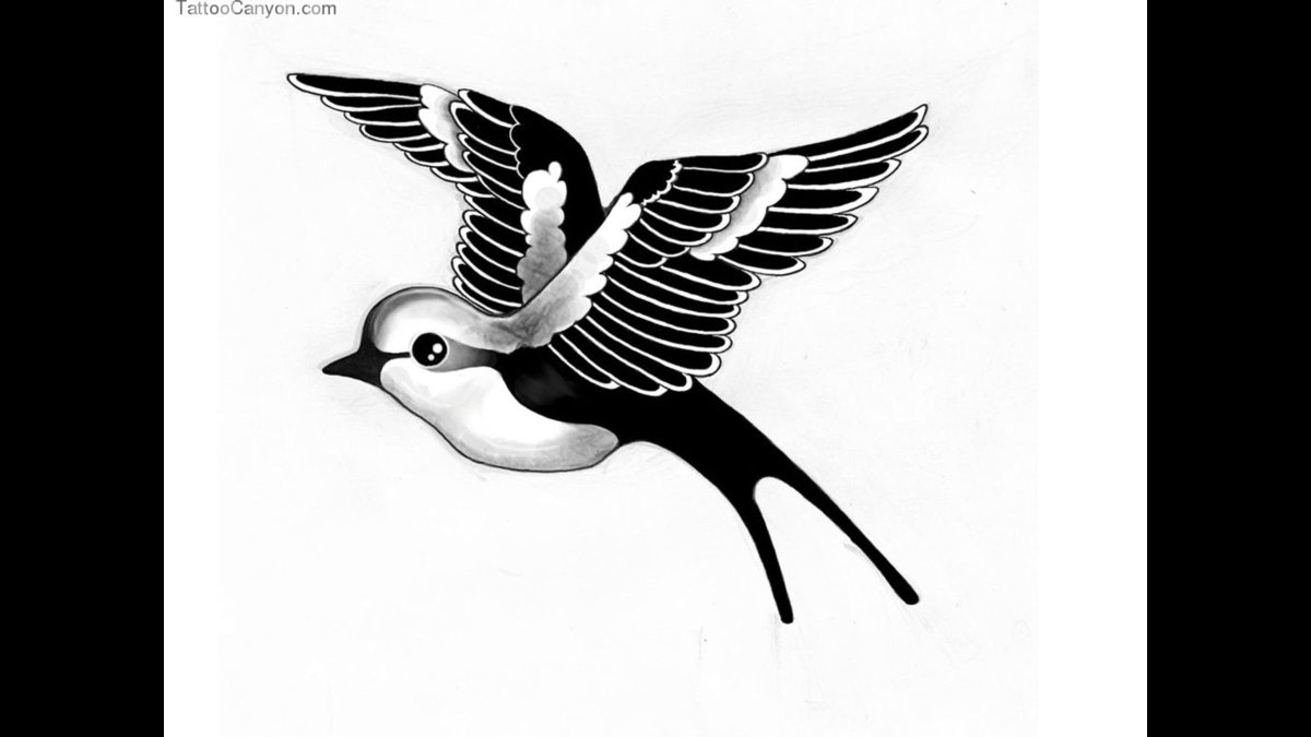 Птица черно белая