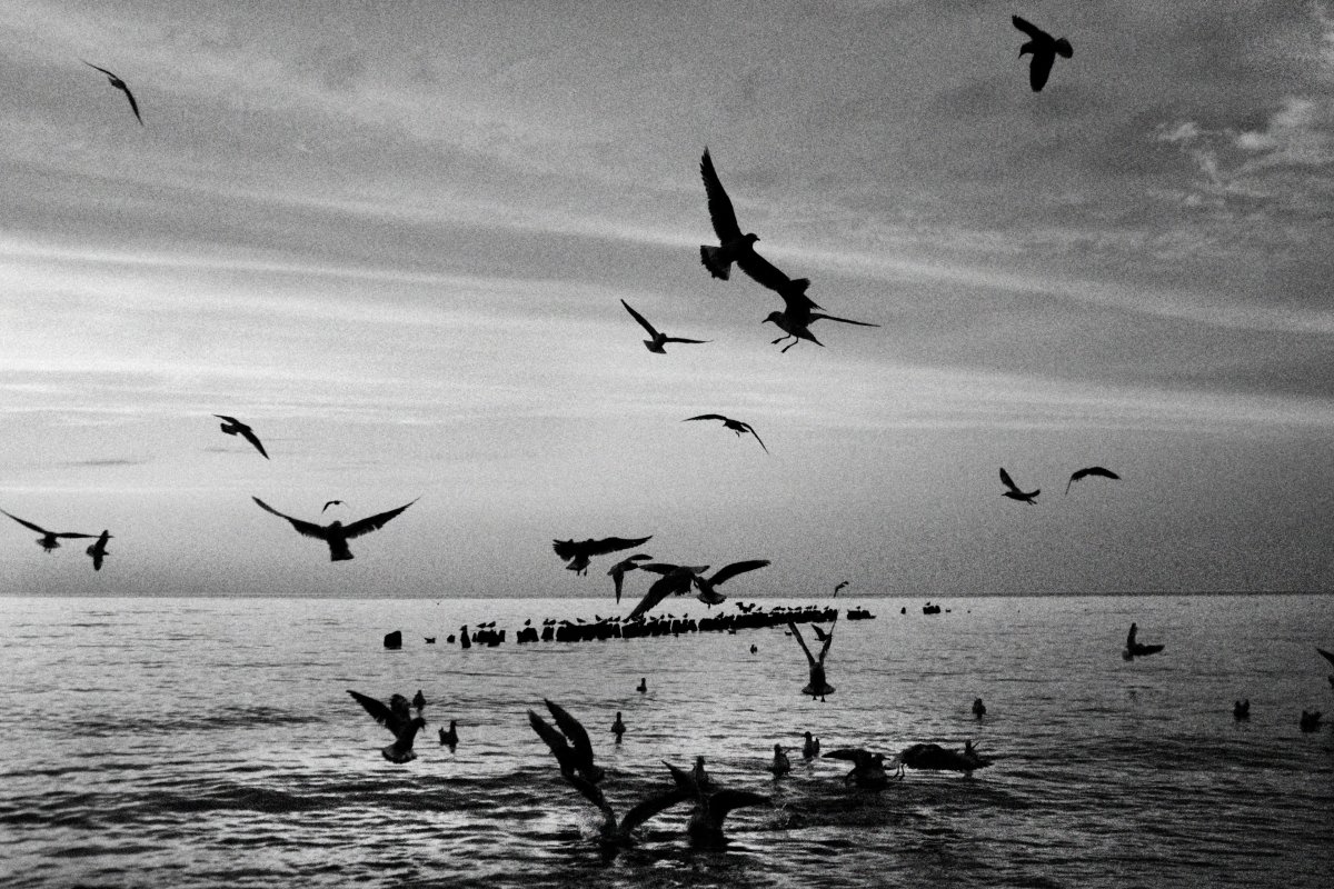 Птицы черного моря