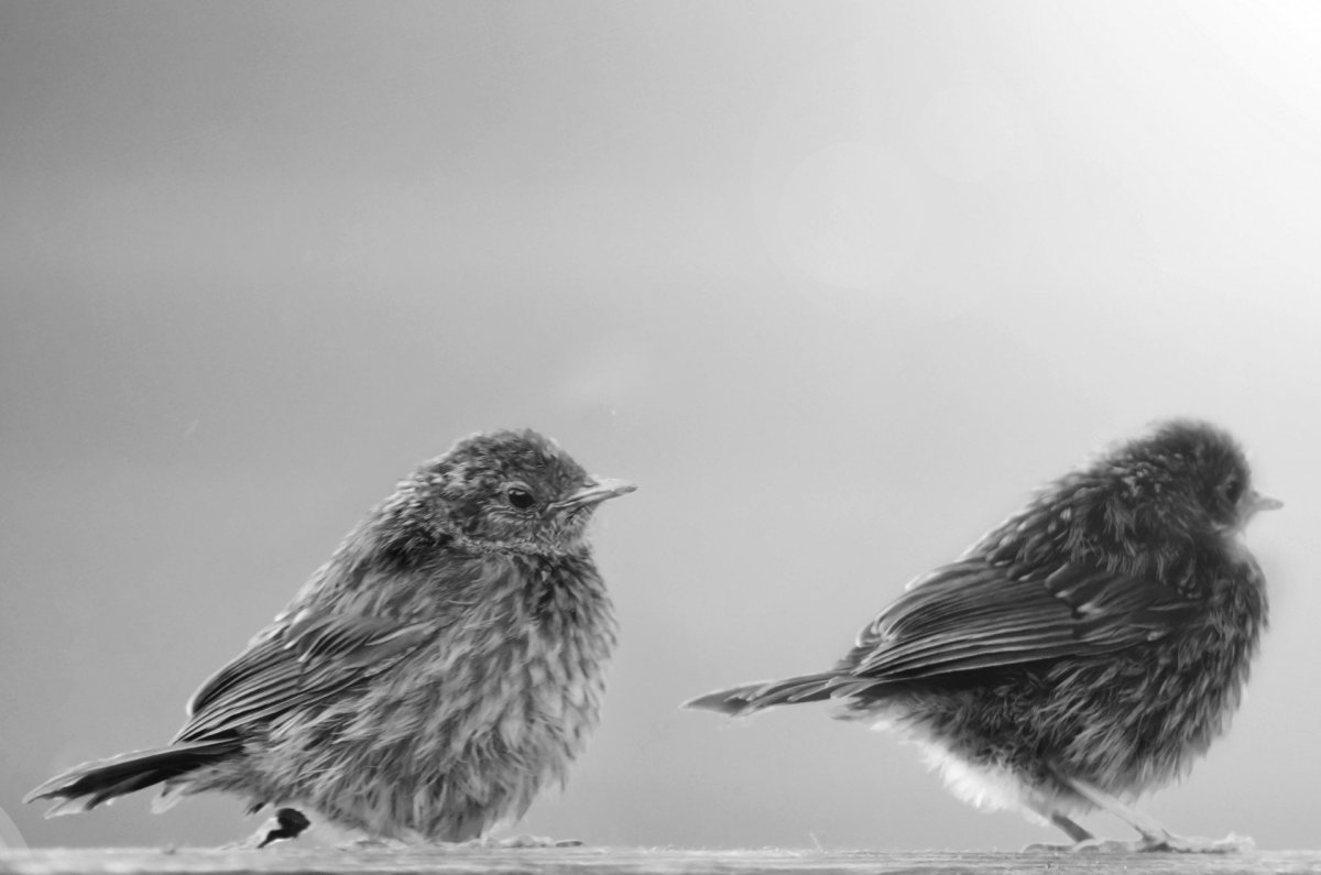 Городская птица черно белая