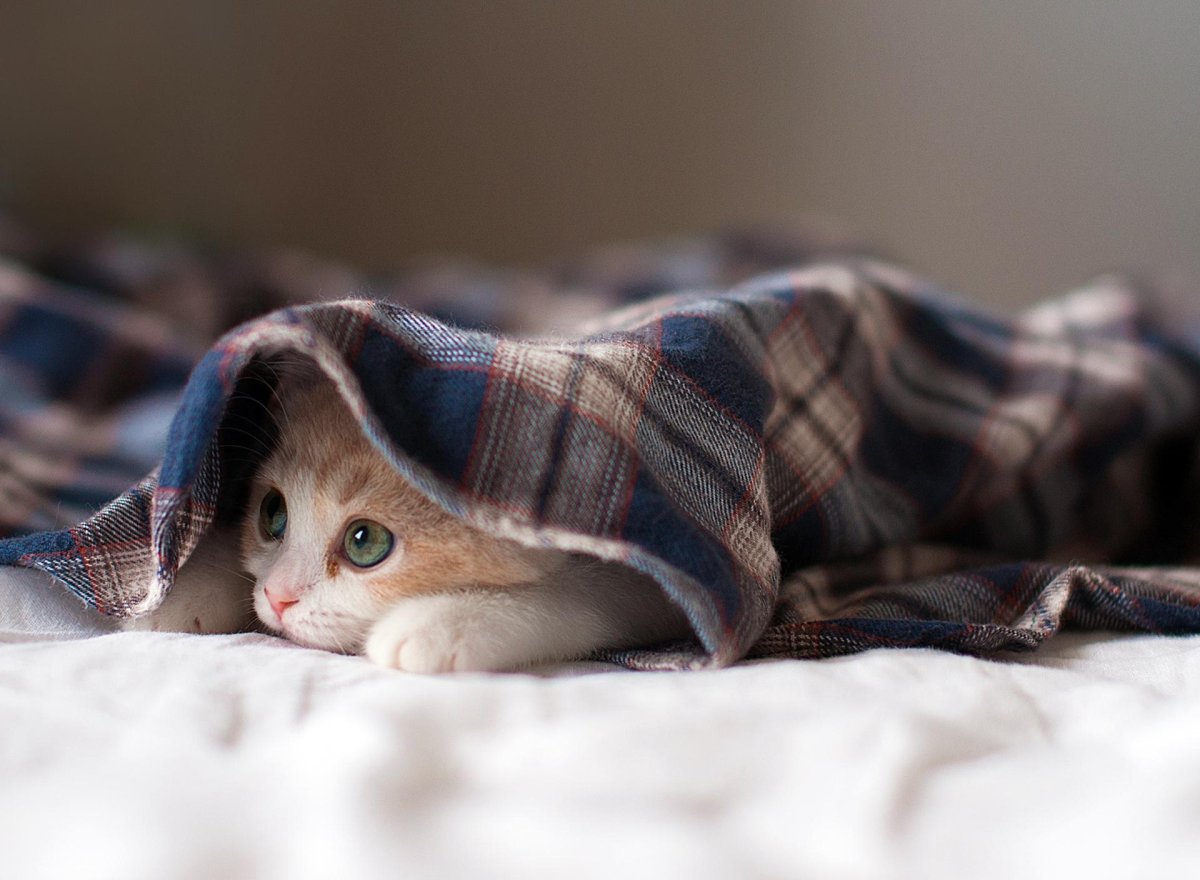 Милые котики