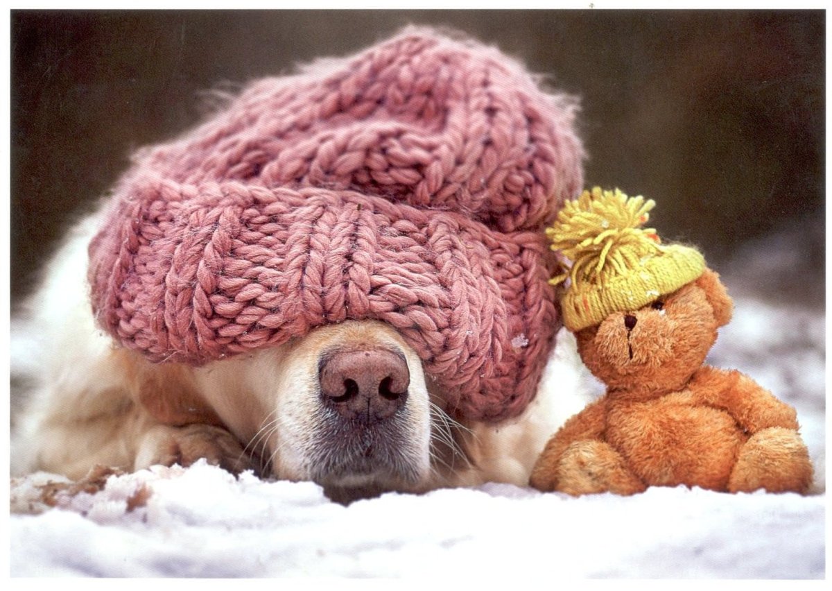 Животные в шапках