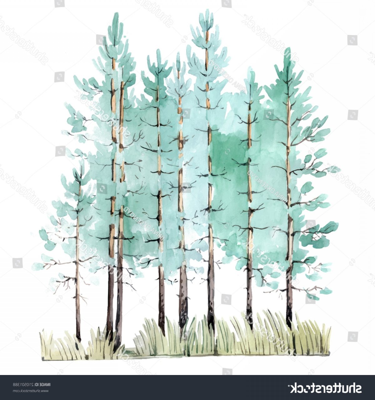 Сосна акварелью