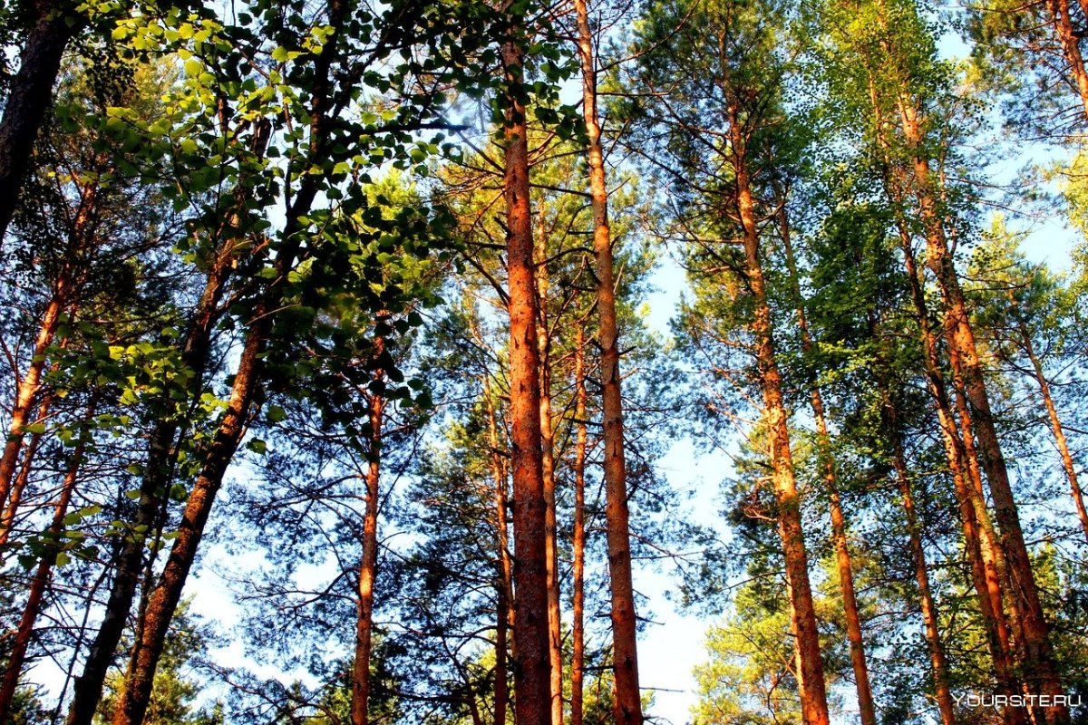 Парк Форест Сосновый