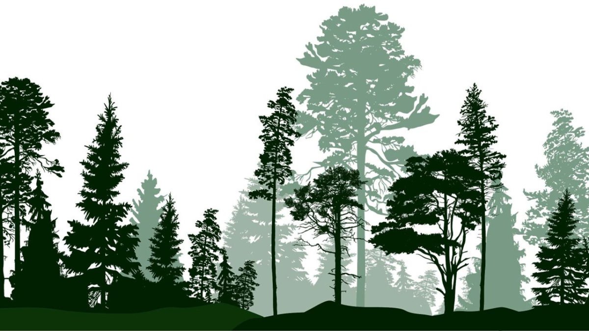 Лес на белом фоне