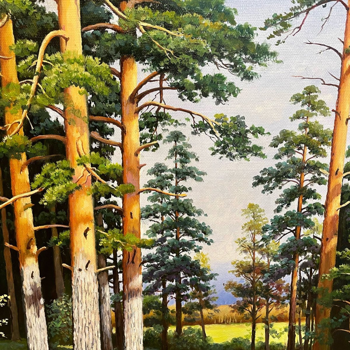Сосновый лес картина