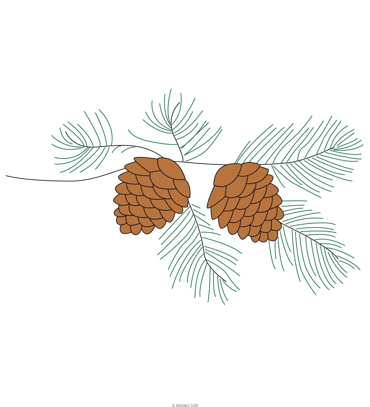 Шишки рисунок