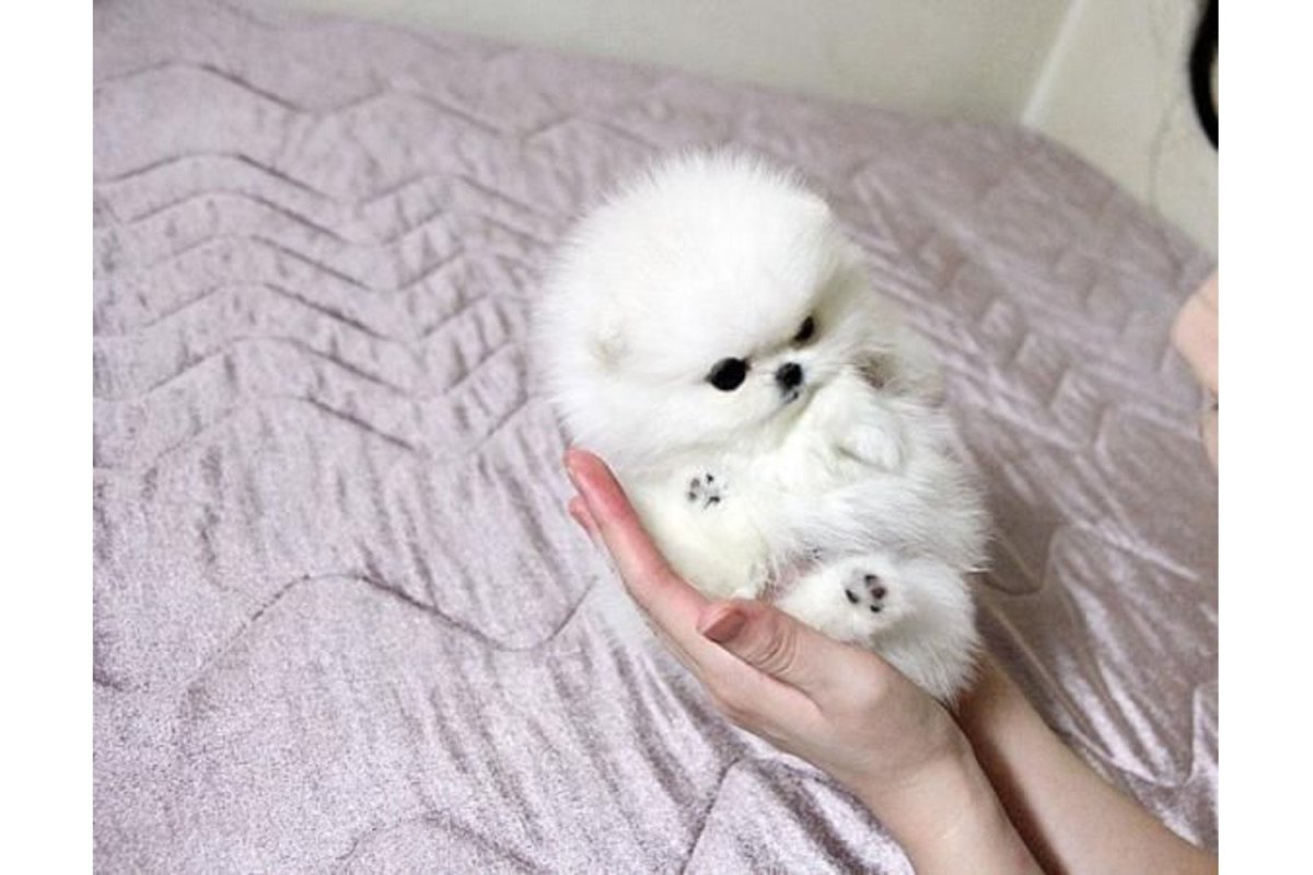 Шпиц маленький белый